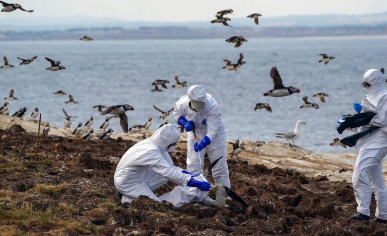 Bird Flu Could Be More Dangerous Than COVID, Warns Institut Pasteur
