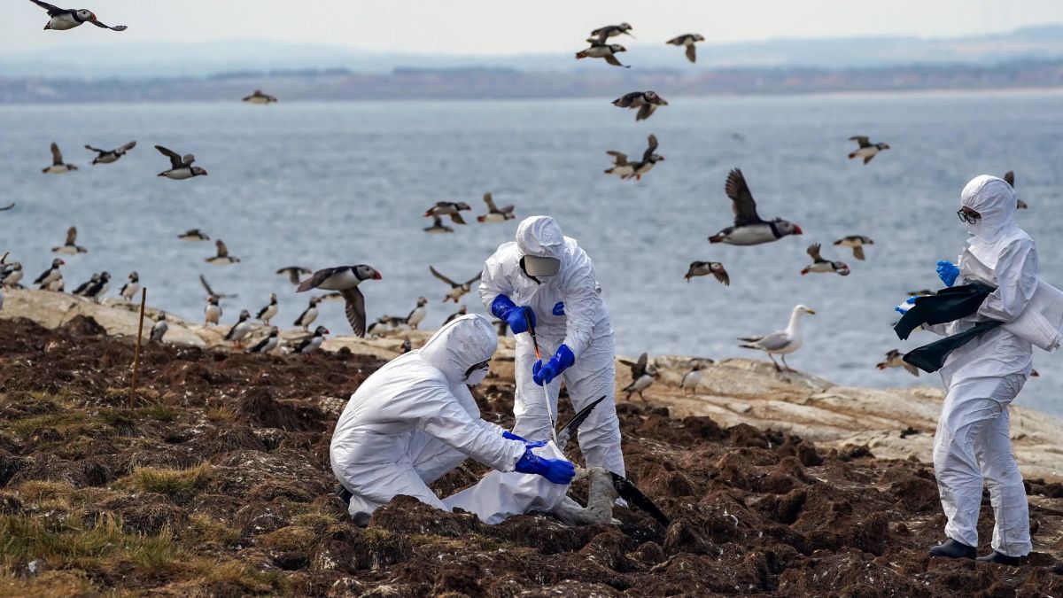 Bird Flu Could Be More Dangerous Than COVID, Warns Institut Pasteur