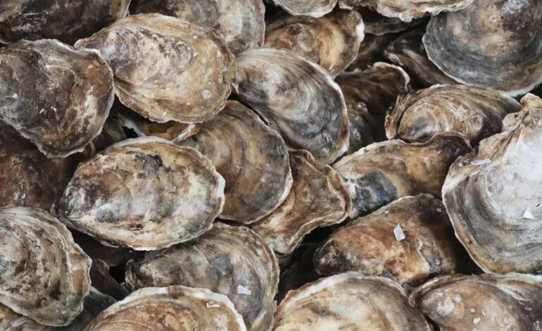 Japan Faces Mass Oyster Deaths as Warmer Seas Raise Alarms