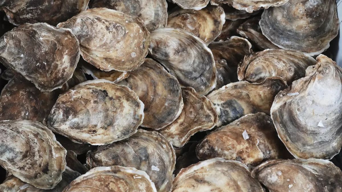 Japan Faces Mass Oyster Deaths as Warmer Seas Raise Alarms