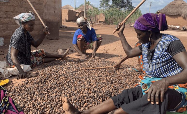 Challenges Affecting Shea Sellers in Ivory Coast Today