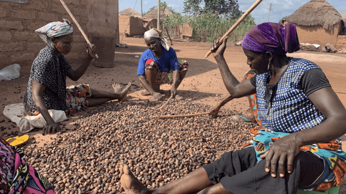 Challenges Affecting Shea Sellers in Ivory Coast Today