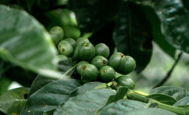 Coffee Regions Face More Days of Extreme Heat, Scientists Warn