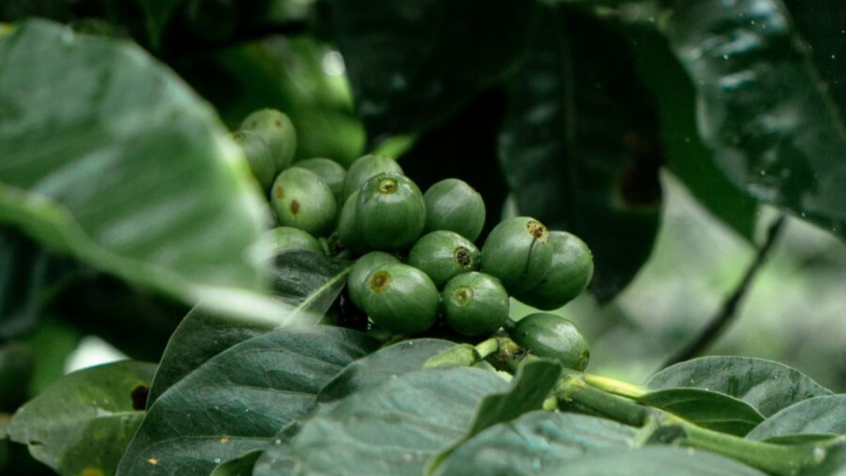 Coffee Regions Face More Days of Extreme Heat, Scientists Warn