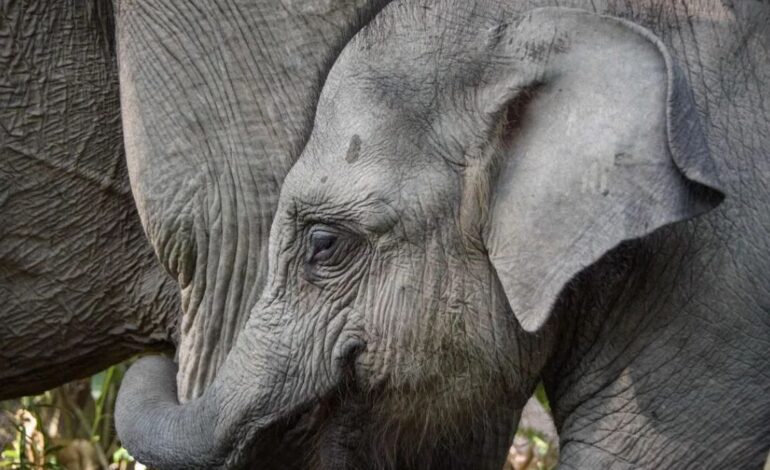 Indonesia Makes History with Asia’s First Elephant Ride Ban