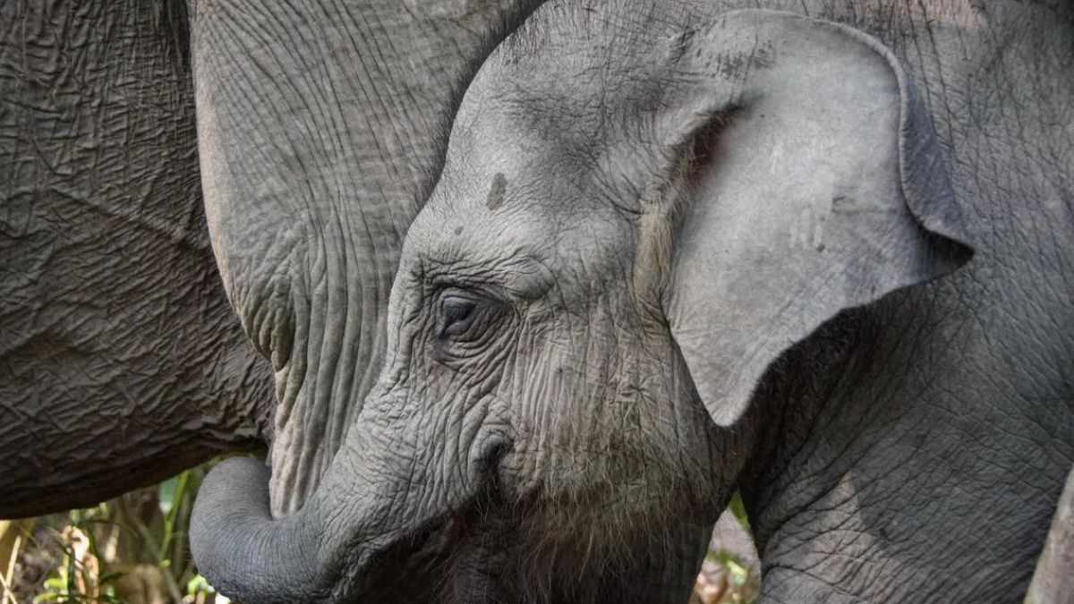 Indonesia Makes History with Asia’s First Elephant Ride Ban