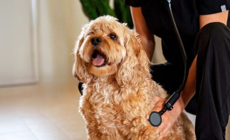 How Saudi Arabia Is Using AI to Transform Animal Healthcare