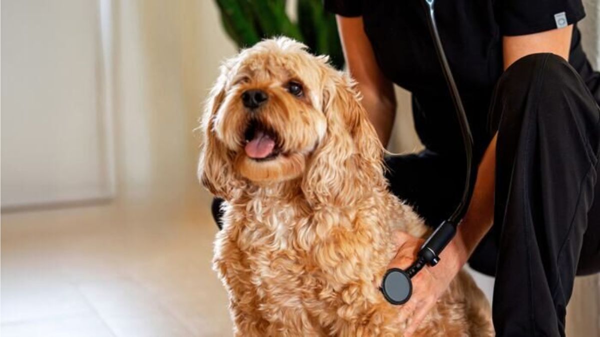 How Saudi Arabia Is Using AI to Transform Animal Healthcare