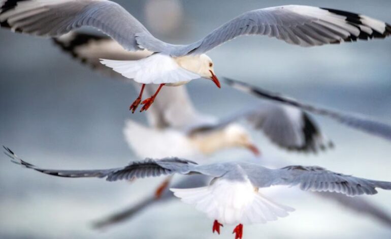 H5N1 Bird Flu Reaches New Zealand as First Migratory Seabird Tests Positive