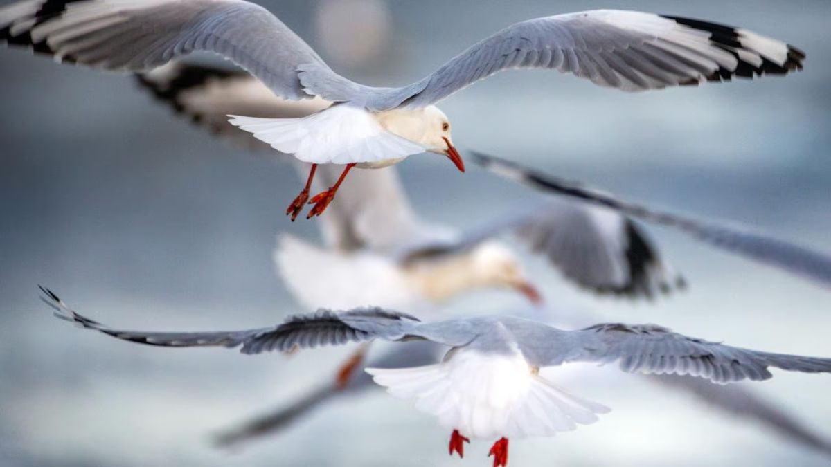 H5N1 Bird Flu Reaches New Zealand as First Migratory Seabird Tests Positive