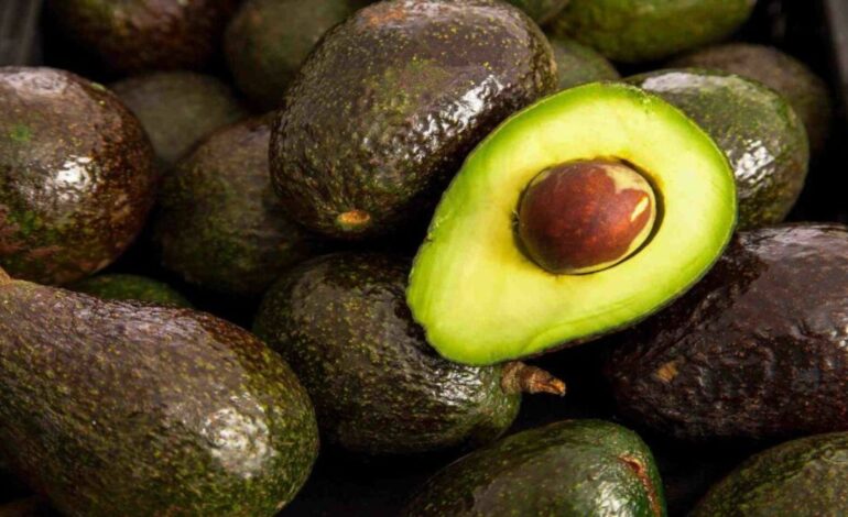 Mexican Avocado Imports Suspended by the US: Key Facts You Should Know