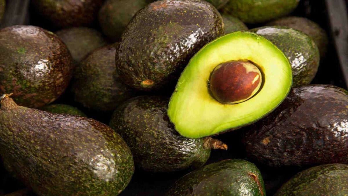 Mexican Avocado Imports Suspended by the US: Key Facts You Should Know
