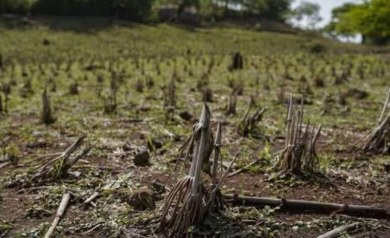 Nile Water Shortage Leaves Sudan Farms Barren Amid El Niño