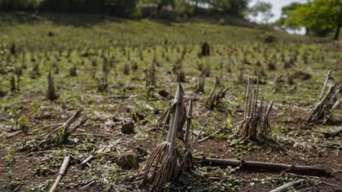 Nile Water Shortage Leaves Sudan Farms Barren Amid El Niño