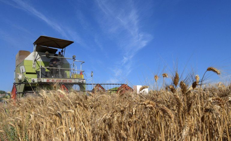 Tunisia Issues Major Tender for 100,000 Metric Tons of Durum Wheat