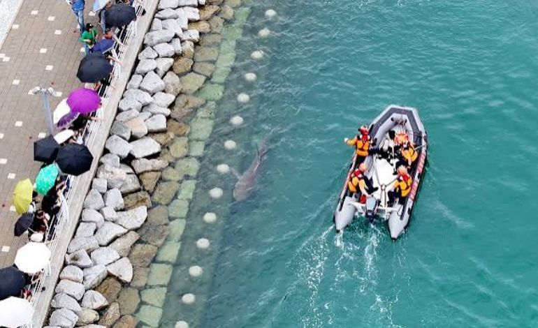 Stranded Shark Remains in South Korean Canal Despite Repeated Rescue Efforts